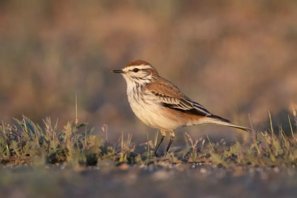 Rusty-backed Monjita in Patagonia