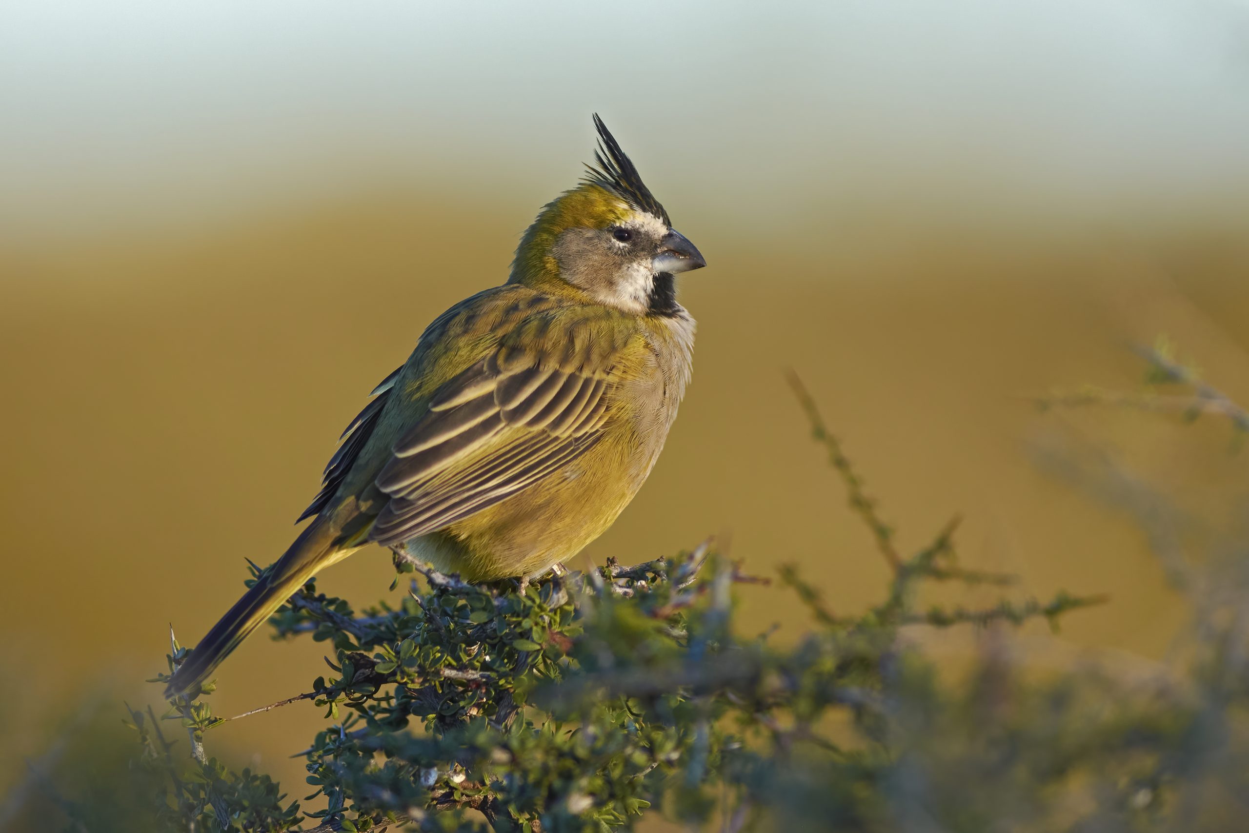 Yellow Cardinal