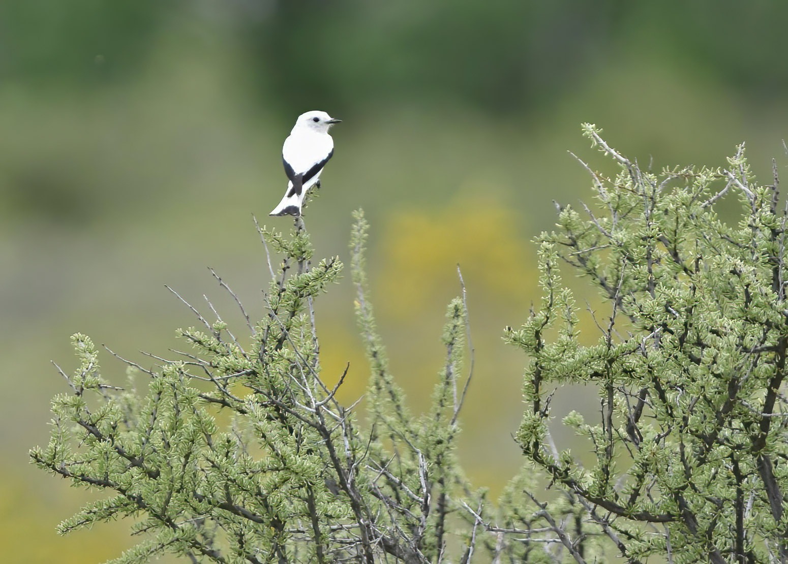 White Monjita