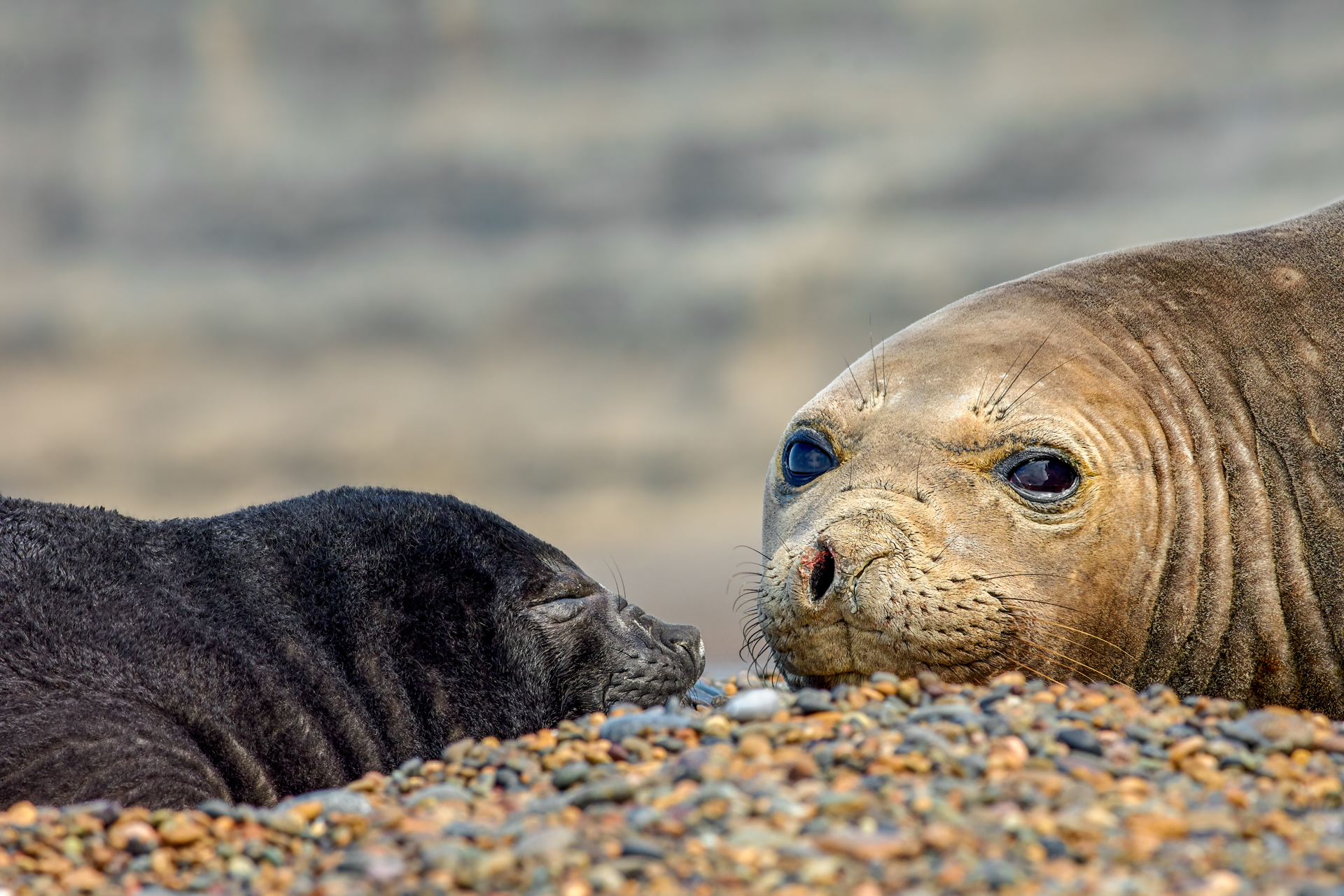 Patagonian wildlife in its environment