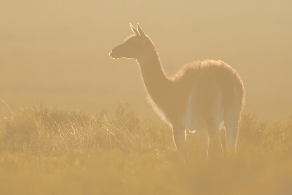 Guanaco in open Patagonian steppe habitat