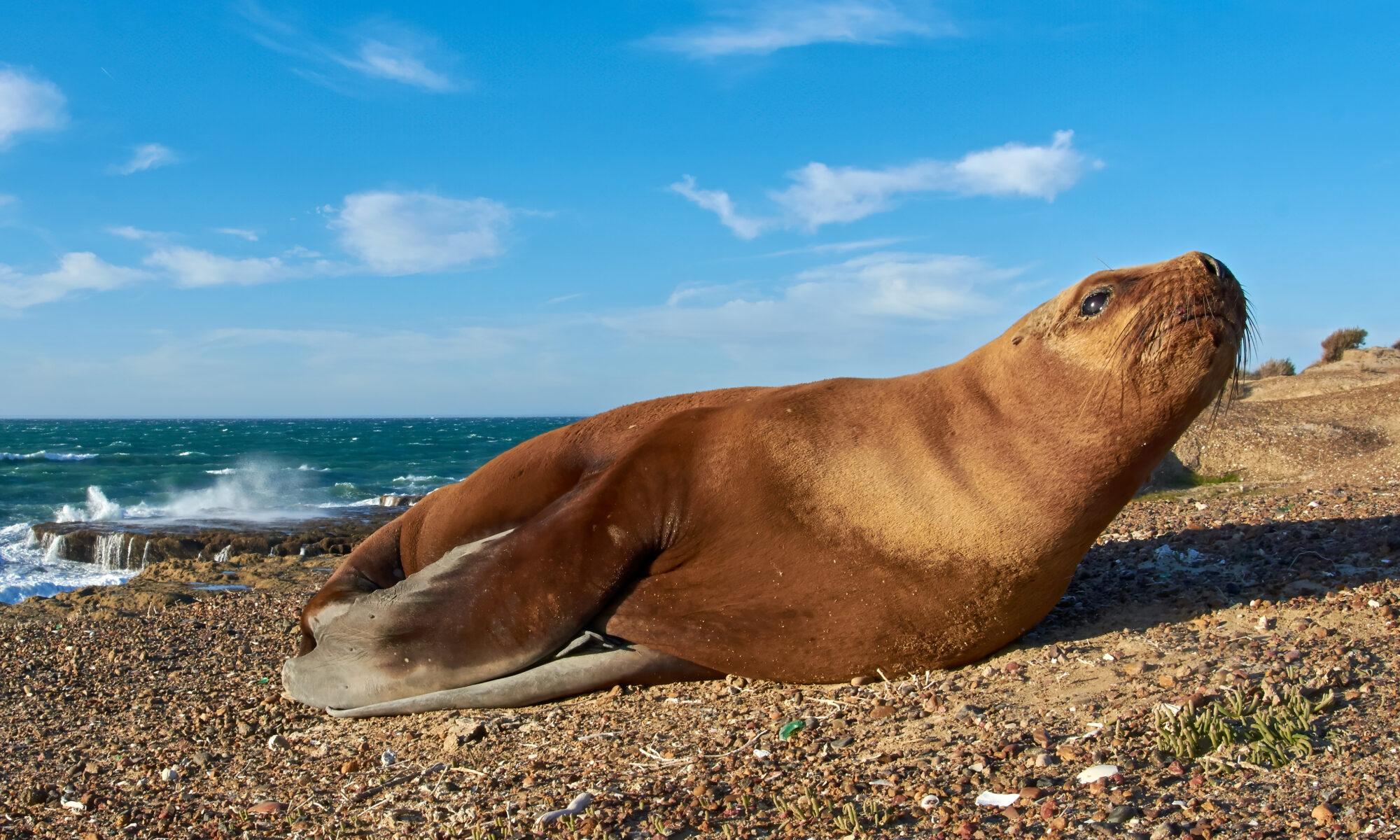 South American Sea Lion on the coast near Puerto Madryn