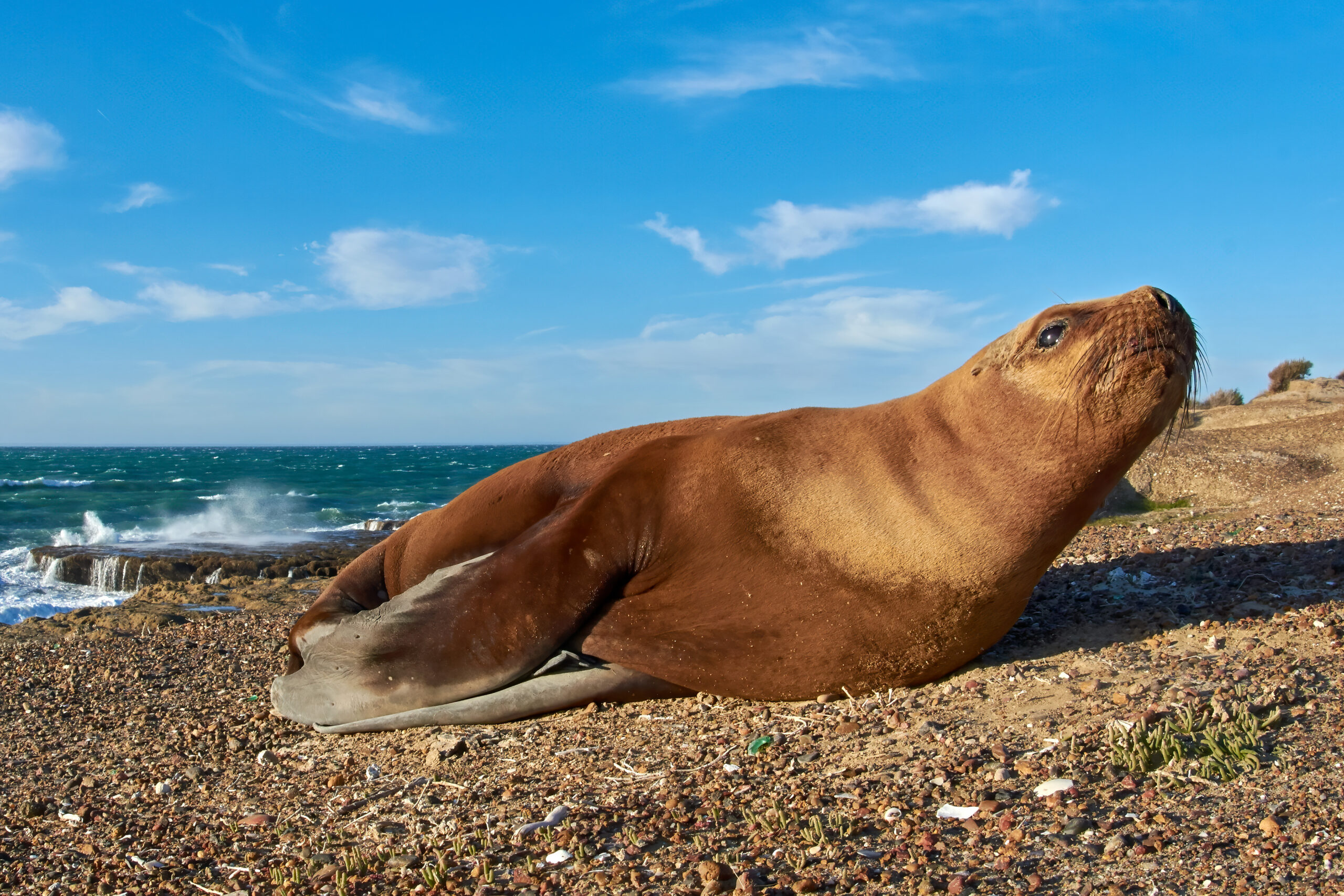 South American Sea Lion near Puerto Madryn