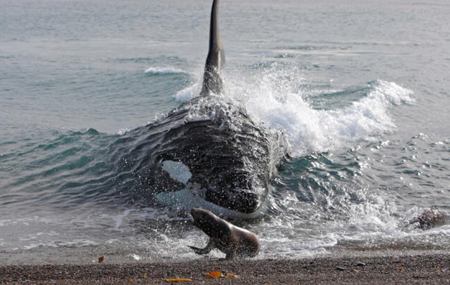 Patagonian wildlife in its environment