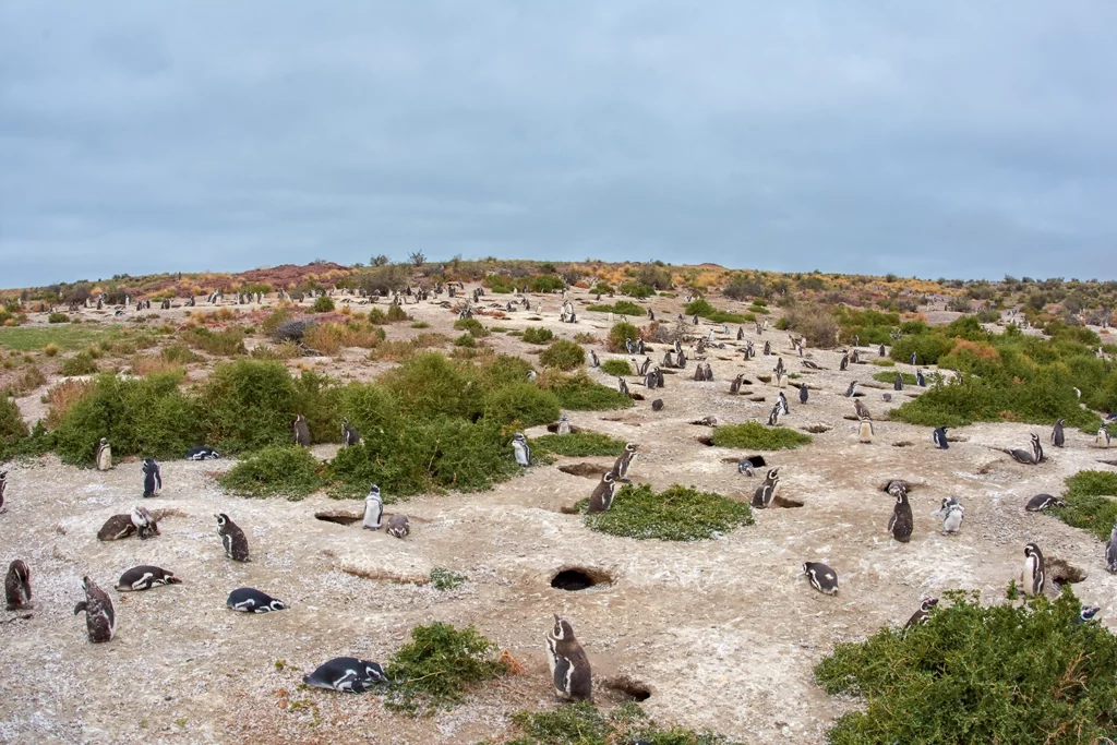 Magellanic Penguins on the coast of Península Valdés