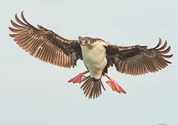 Puerto Madryn Cruise-Ship Birding Excursion