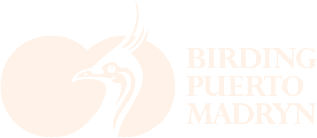 Birding Puerto Madryn