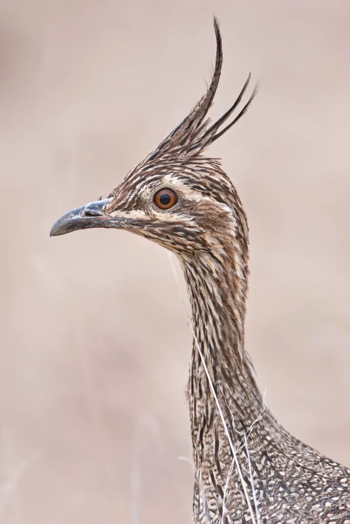 Elegant Crested-Tinamou in Patagonia