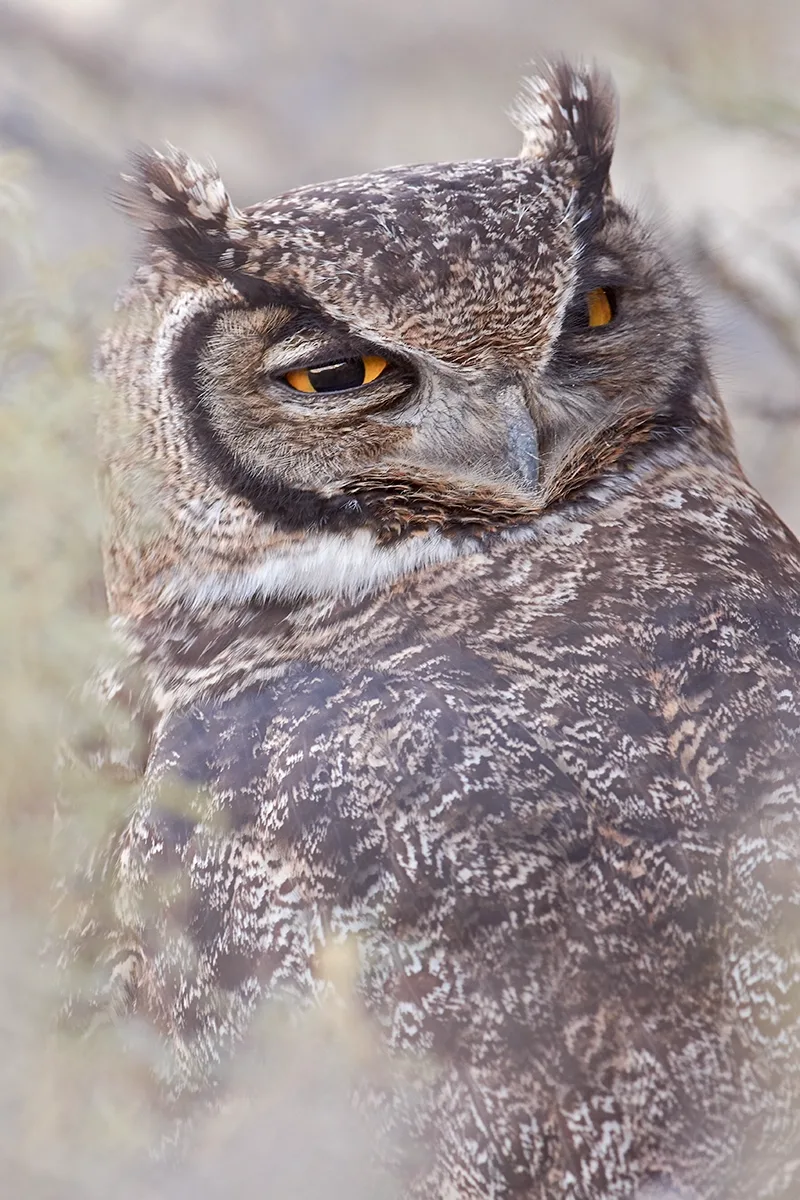 Magellanic Horned‑Owl at dusk