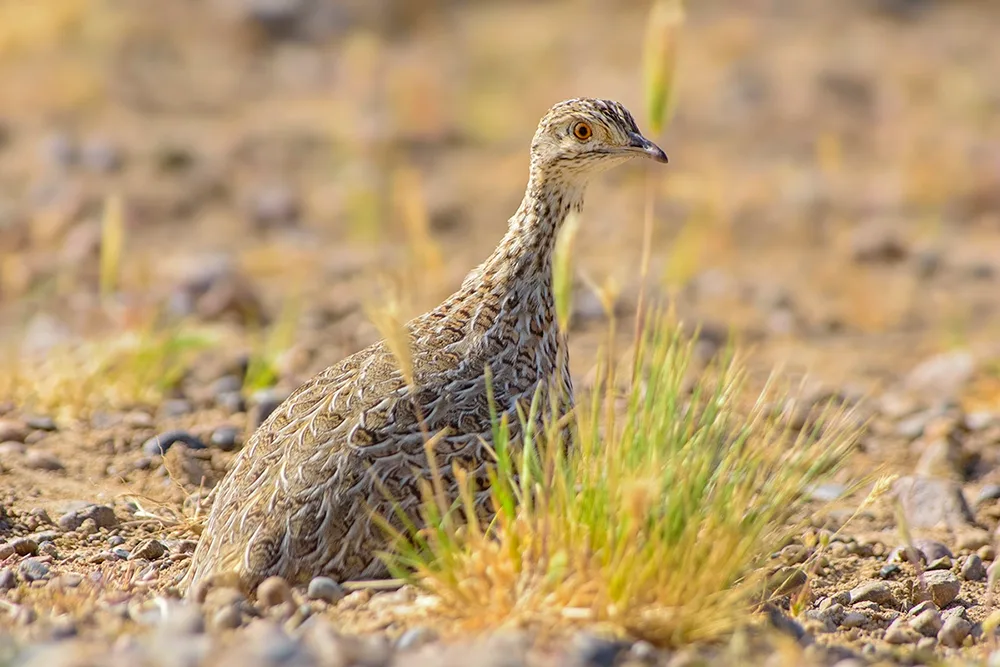 Camouflaged Darwin’s Nothura