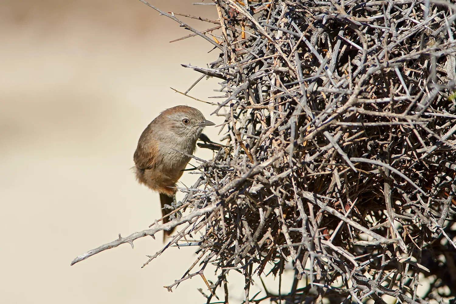 Patagonian Canastero in thorny Monte vegetation near Puerto Madryn