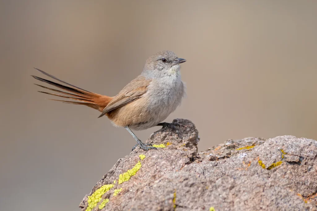 Steinbach’s Canastero in arid Patagonian scrub