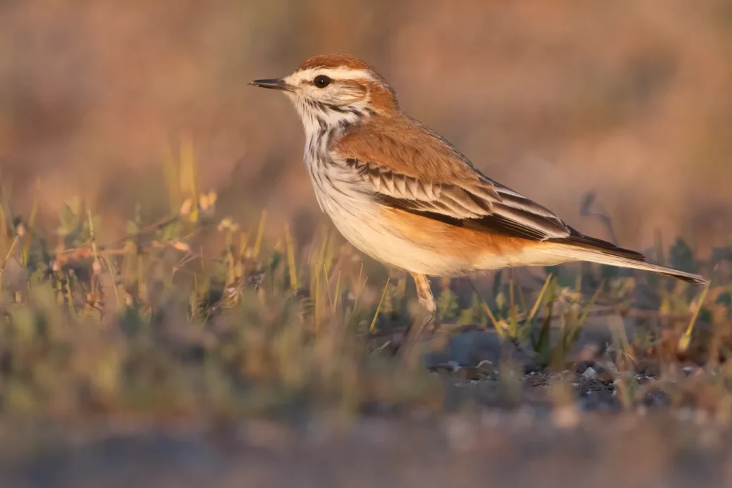 Rusty-backed Monjita in open Patagonian habitat
