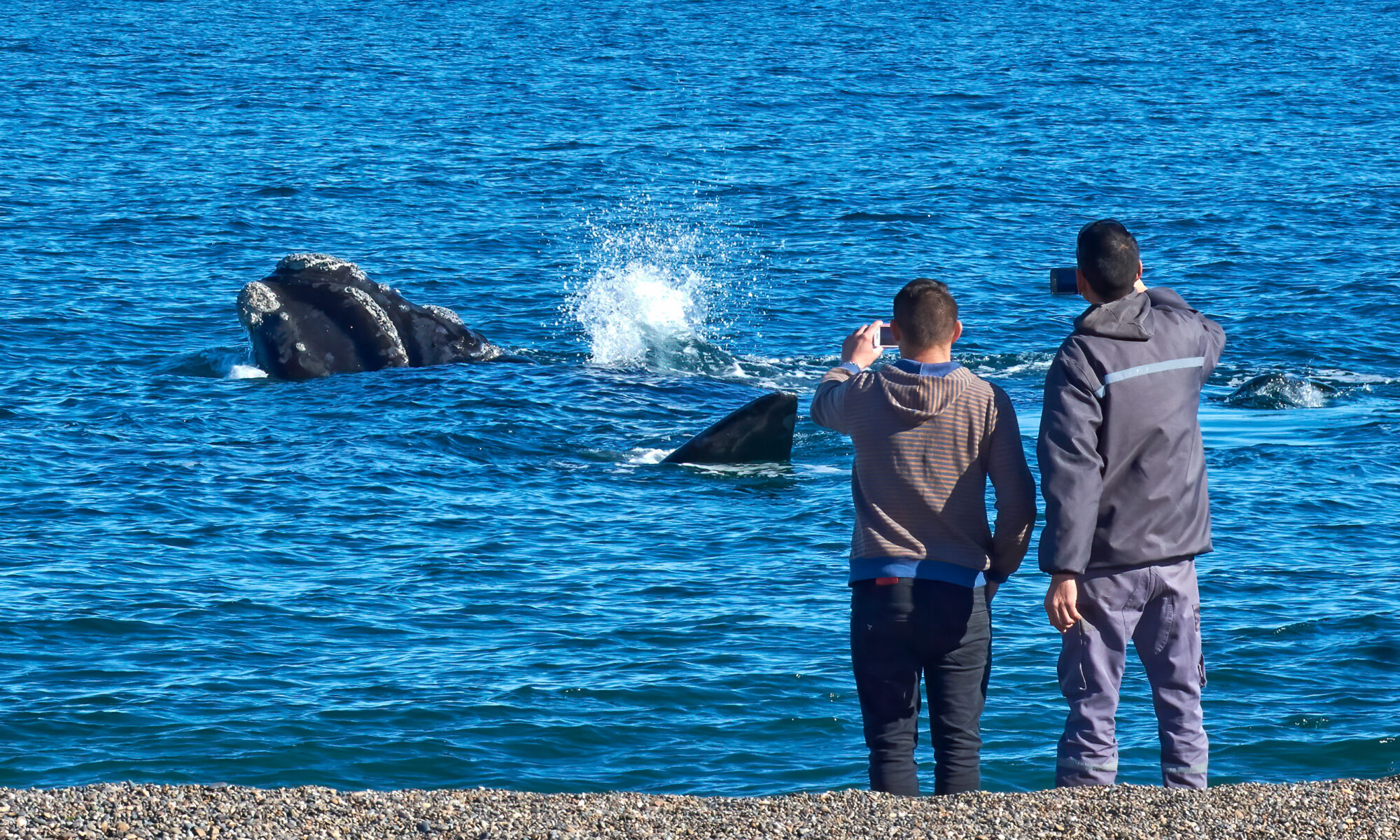 Southern Right Whale near Puerto Madryn