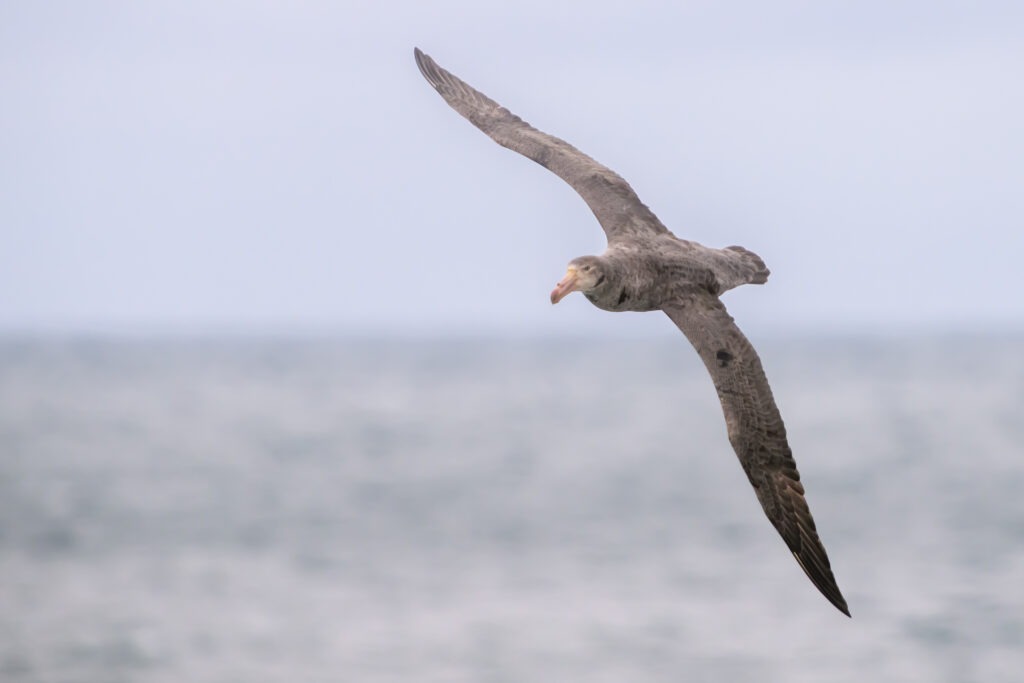 Seabird in flight during coastal birding around Península Valdés