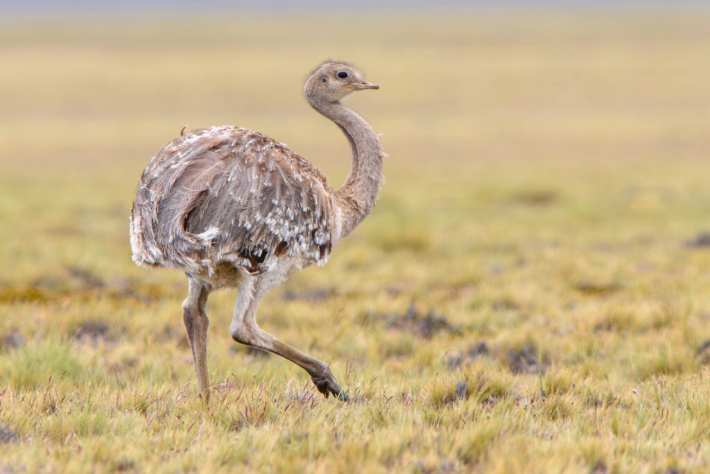 Lesser Rhea in an open Patagonian landscape