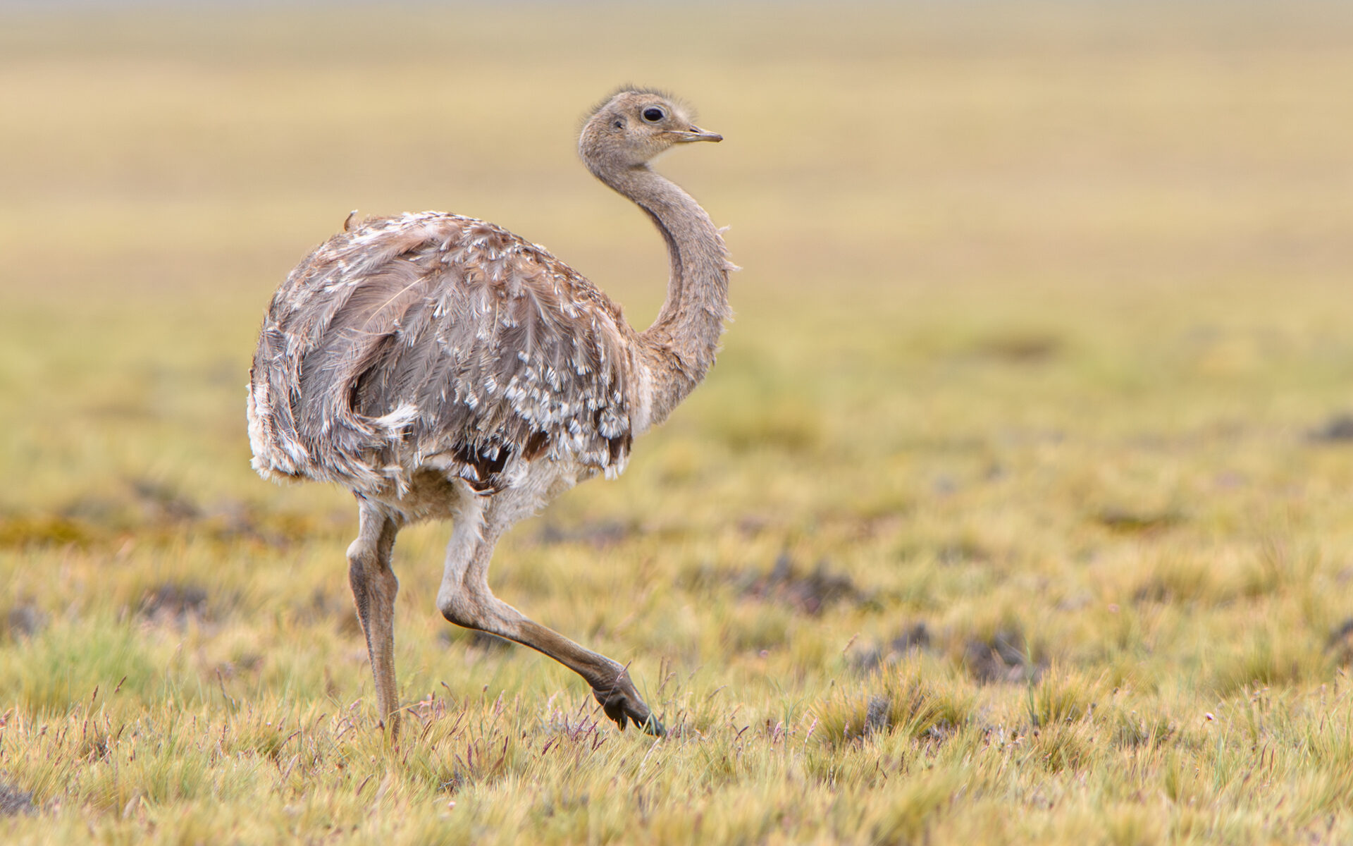 Lesser Rhea in Patagonian steppe