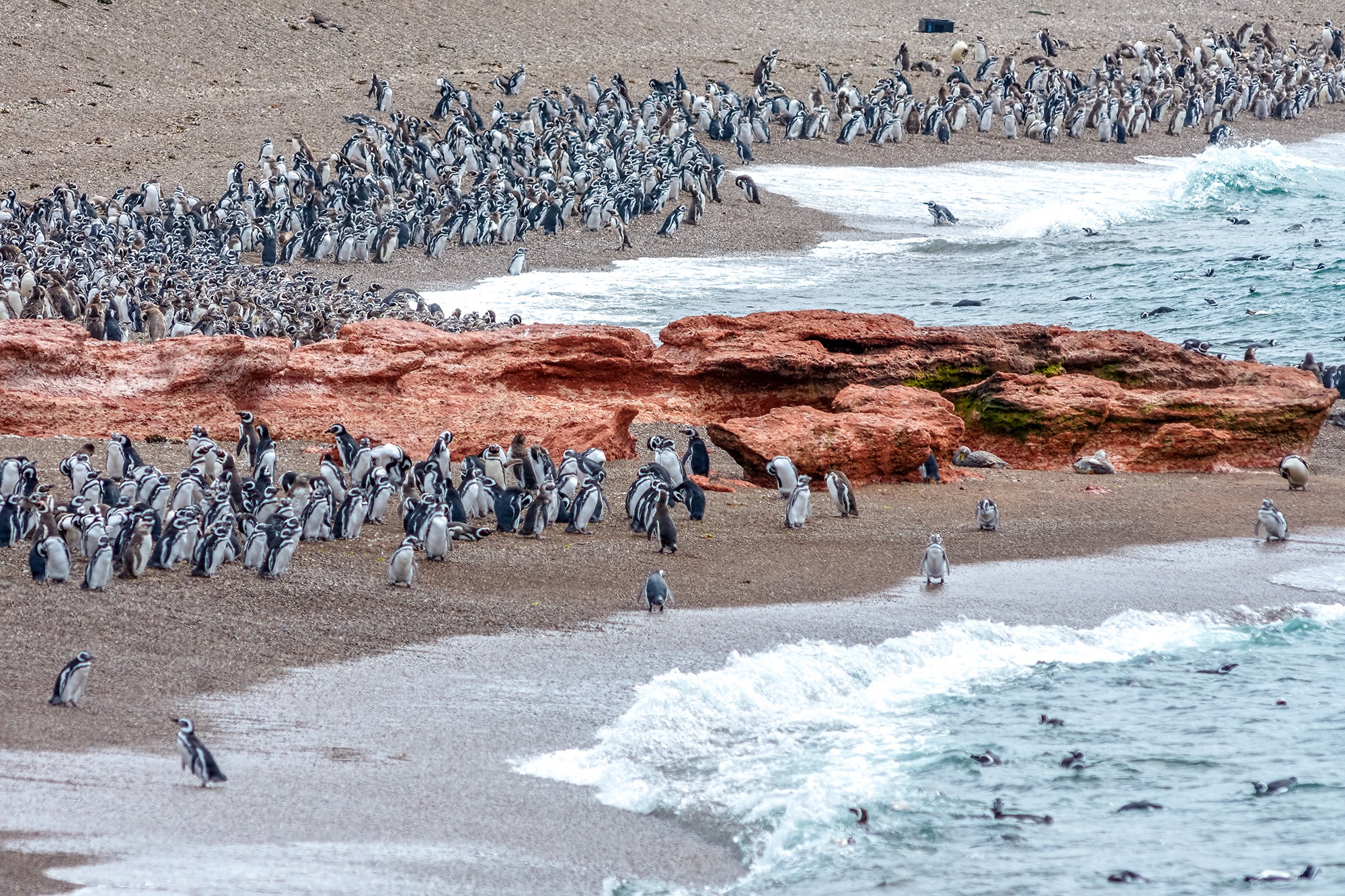 Punta Tombo penguins on the boardwalk — Patagonia