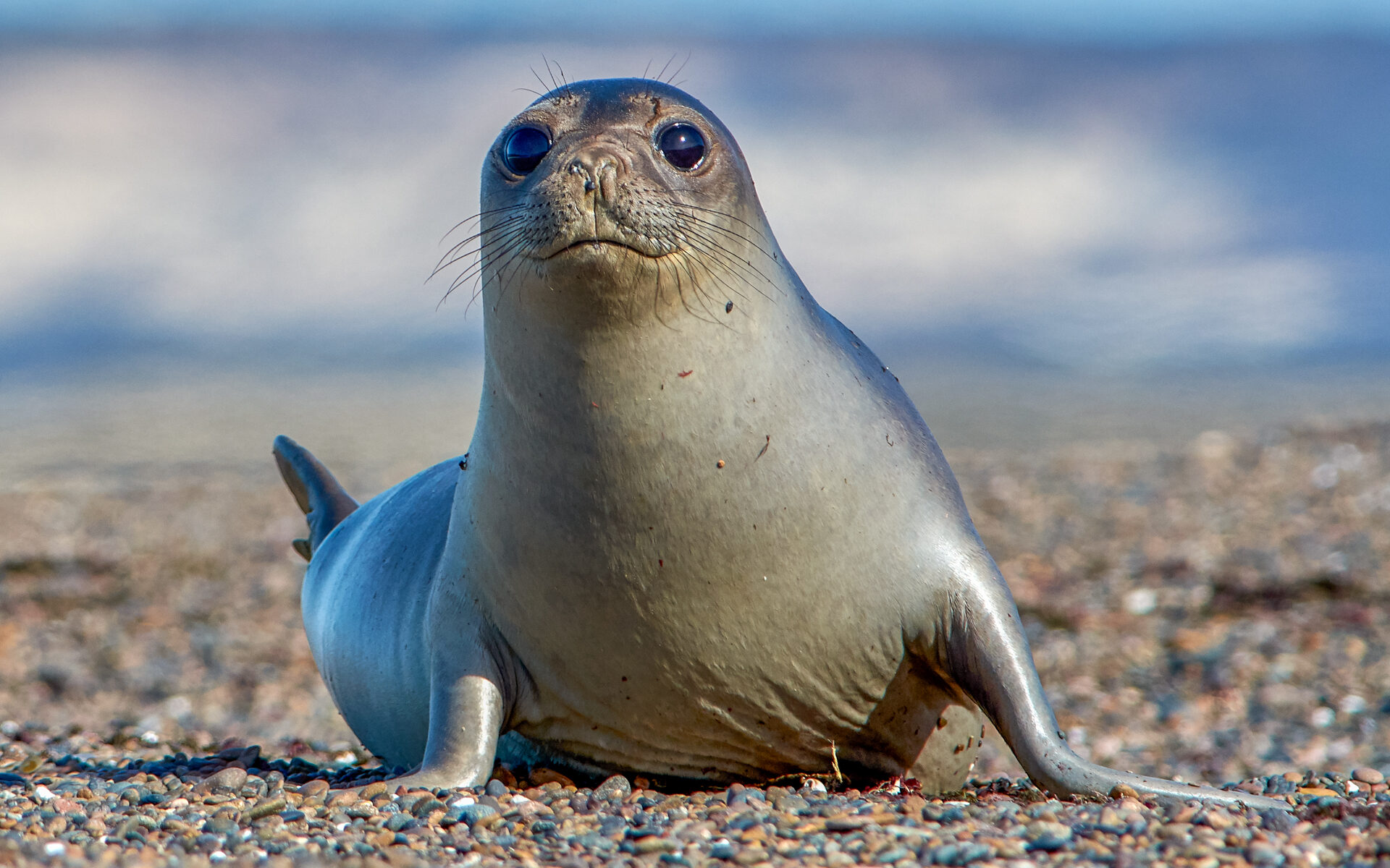 Southern Elephant Seal on the coast near Puerto Madryn