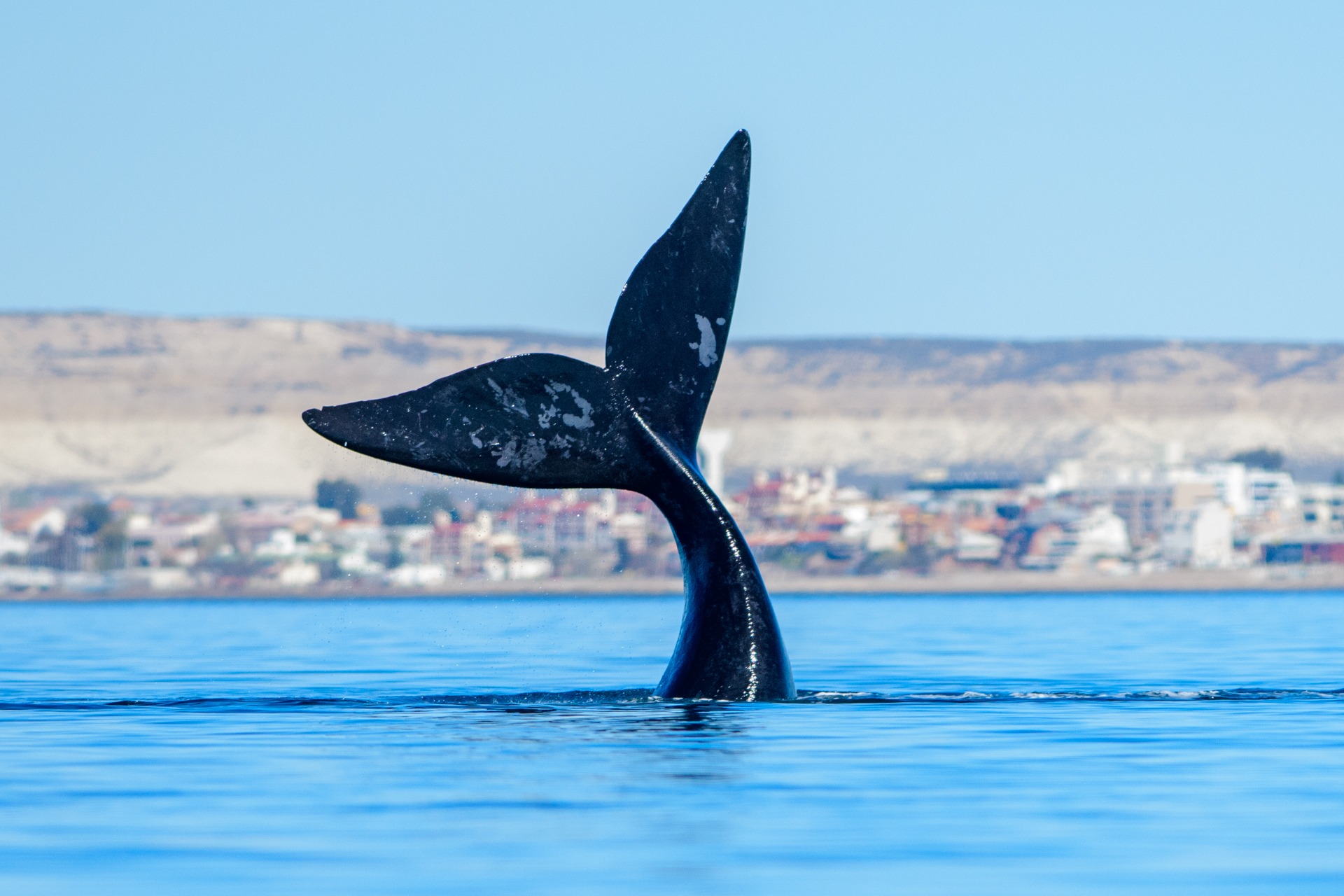 Marine wildlife or scenic coastal option during a cruise call