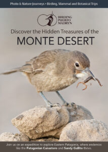 Monte Desert