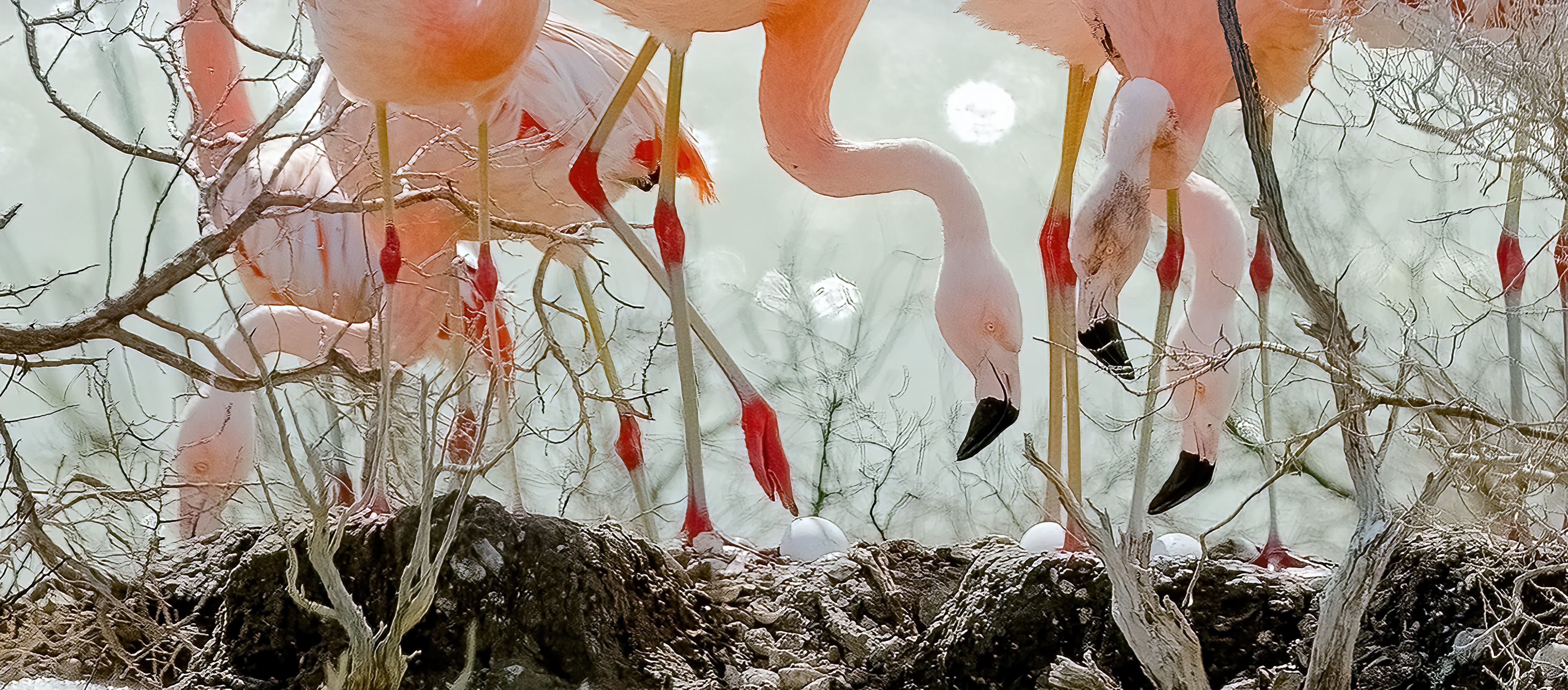 Chilean Flamingos nesting in Patagonia