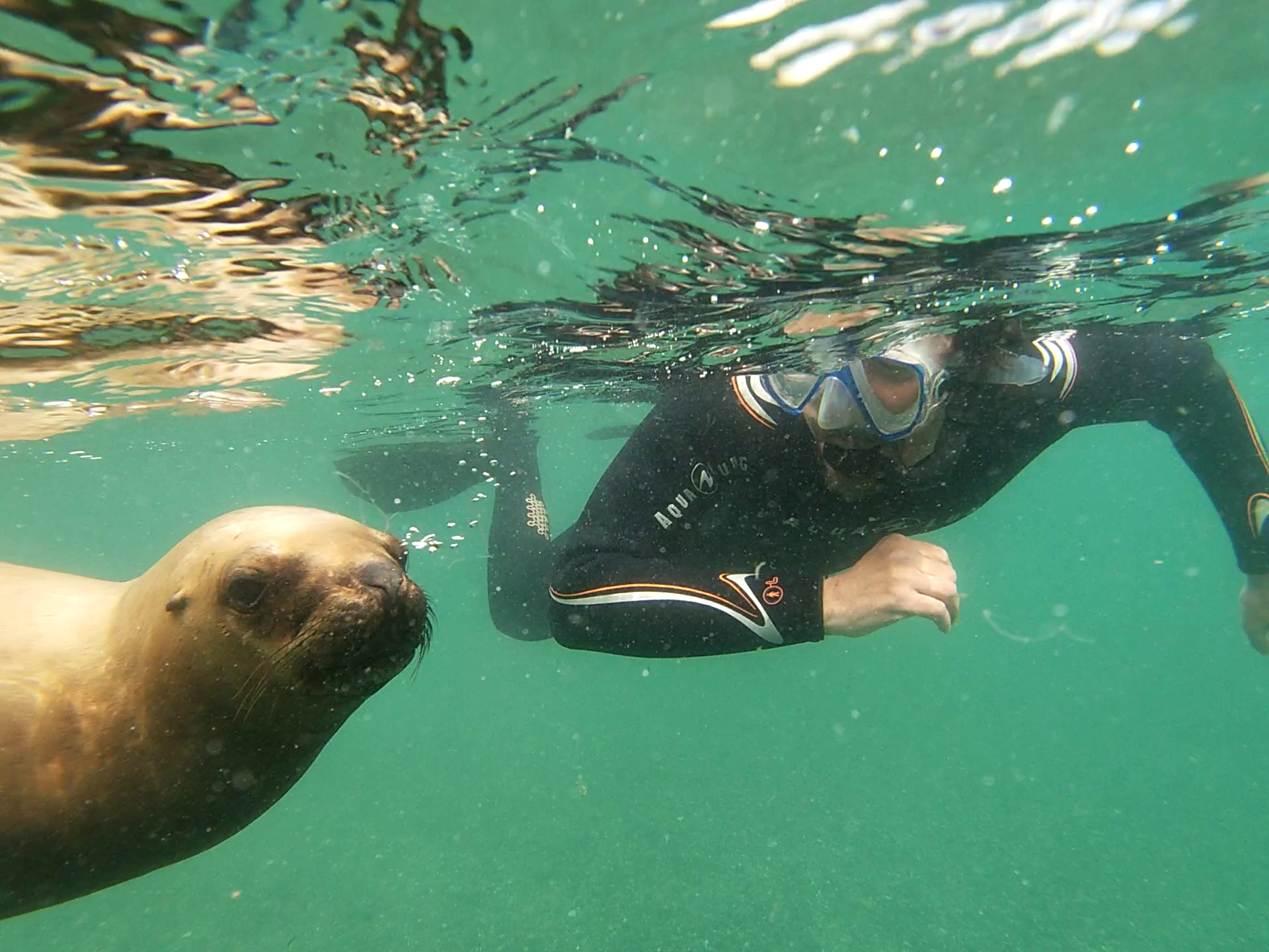 Sea Lion Snorkeling in Puerto Madryn