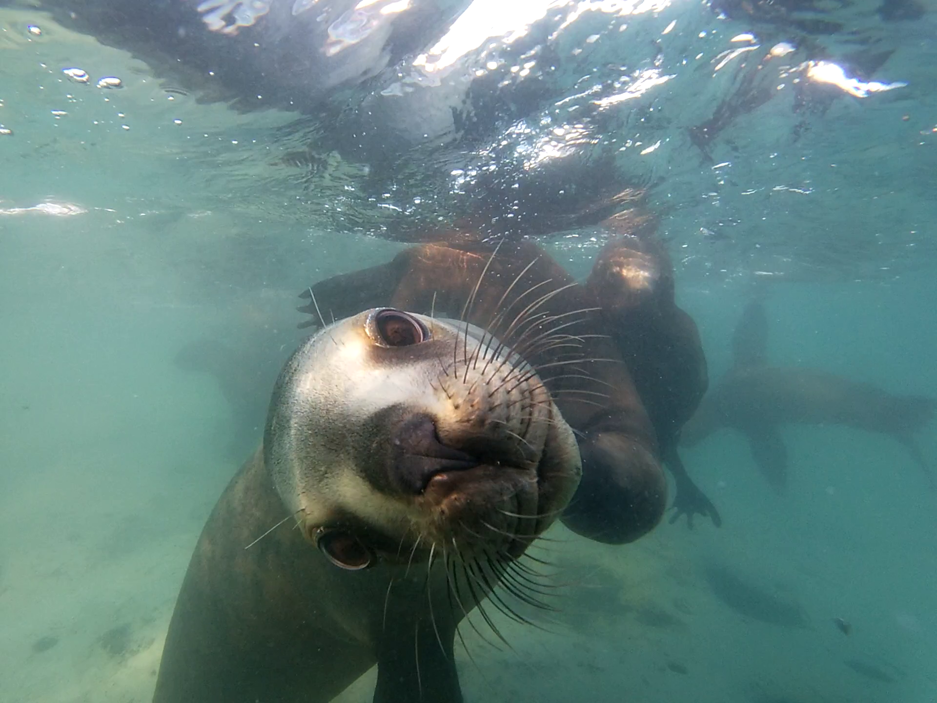 Sea lion diving at Punta Loma Reserve