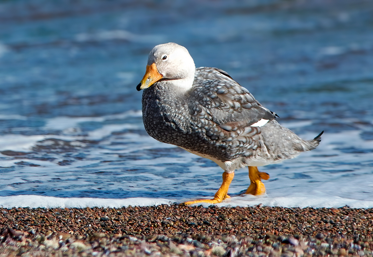 Chubut Steamer Duck on the Puerto Madryn shore