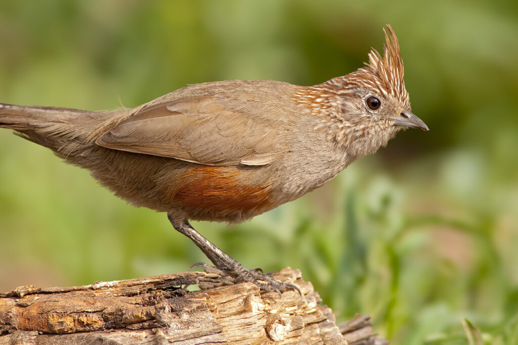 Crested Gallito (Rhinocrypta lanceolata) closeup.