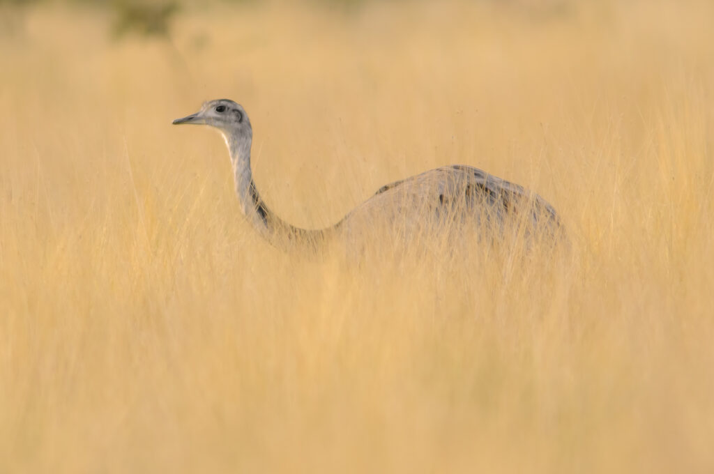 Greater Rhea (Rhea americana)