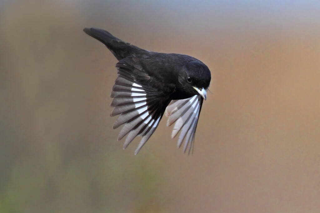 Hudson’s Black-Tyrant Knipolegus hudsoni