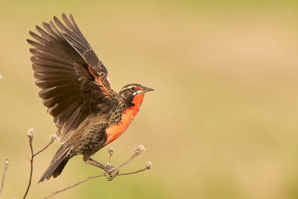 Pampas Meadowlark (Sturnella defilippii)