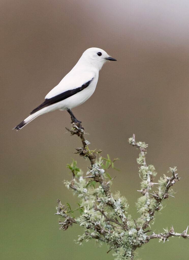 White Monjita Xolmis irupero