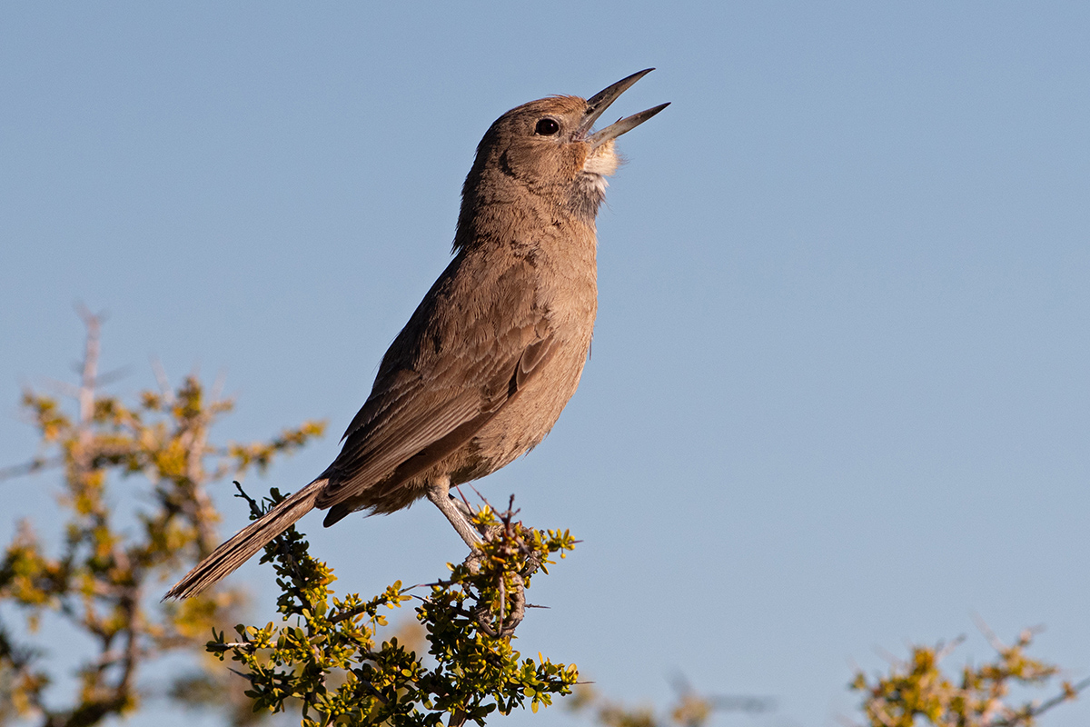 White-throated Cacholote in Patagonia