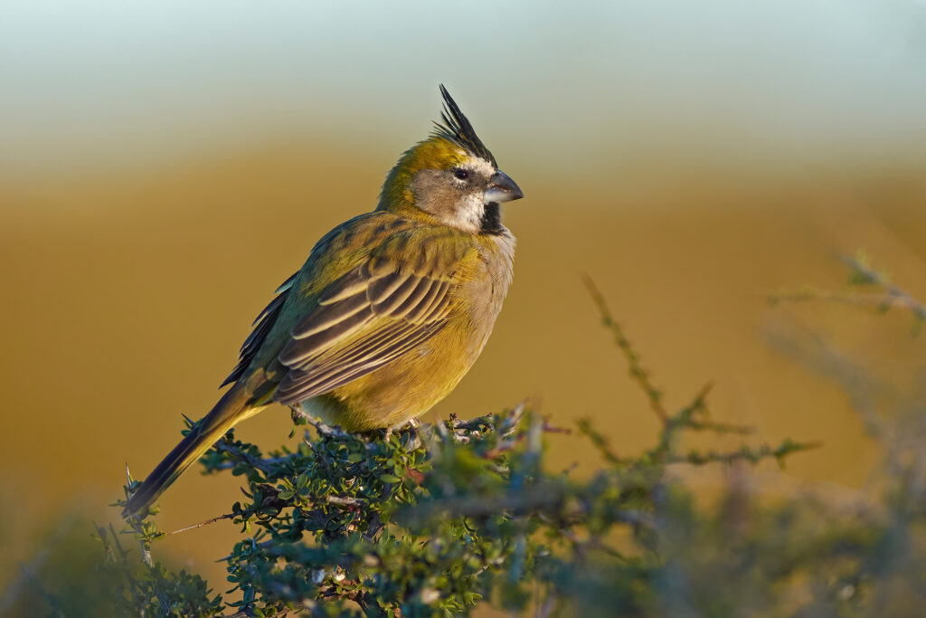 Yellow Cardinal