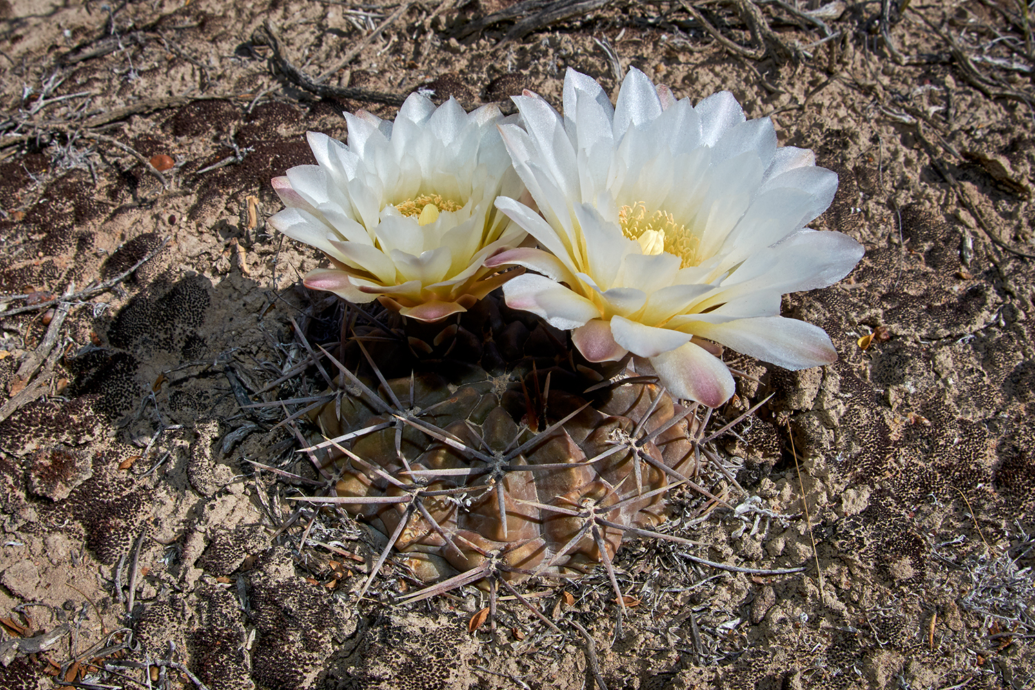 Flora, botany and plant photography in Patagonia