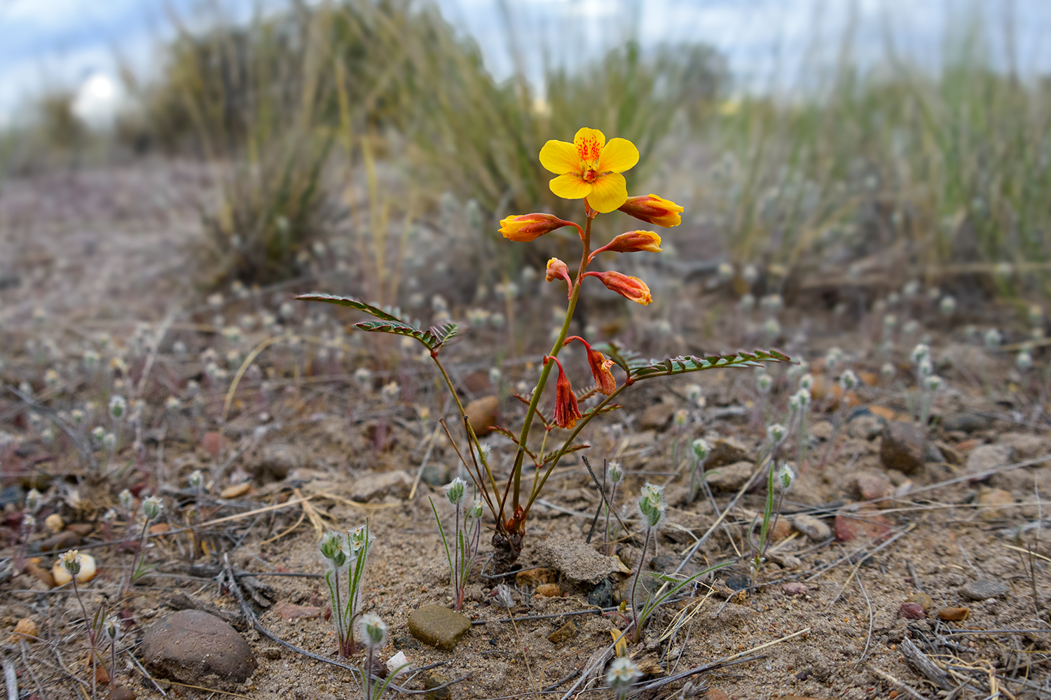 Flora and natural history in Patagonia