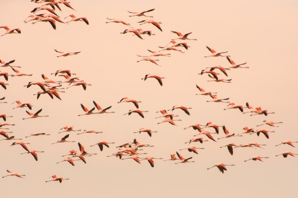 A large flock of Chilean Flamingos flying across a pale sky.