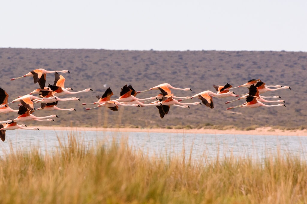A flock of Chilean Flamingos in flight.