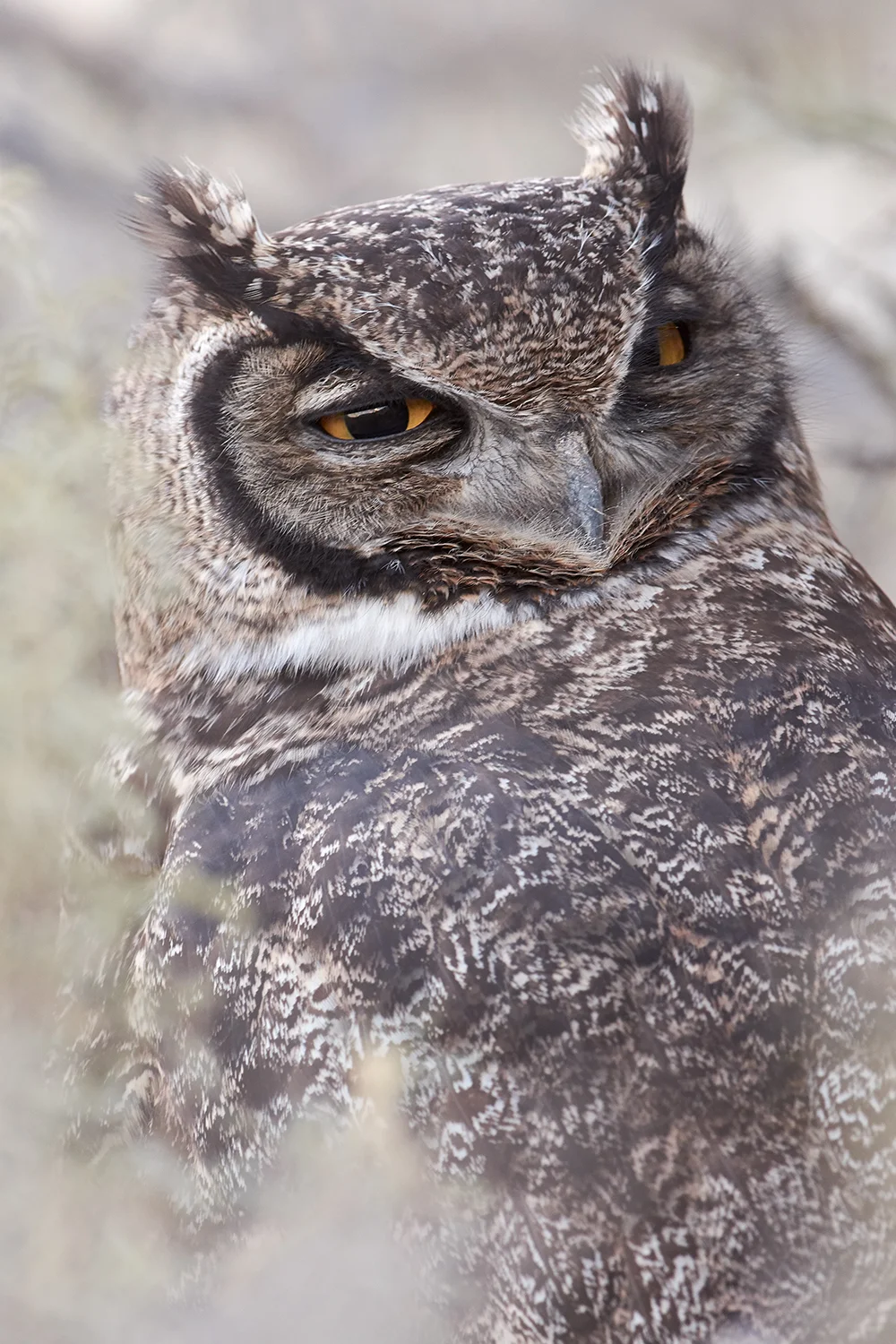 Magellanic Horned Owl (Bubo magellanicus), portrait by Agustín Esmoris
